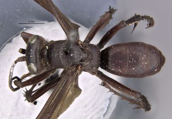 Media type: image;   Entomology 15802 Aspect: habitus dorsal view